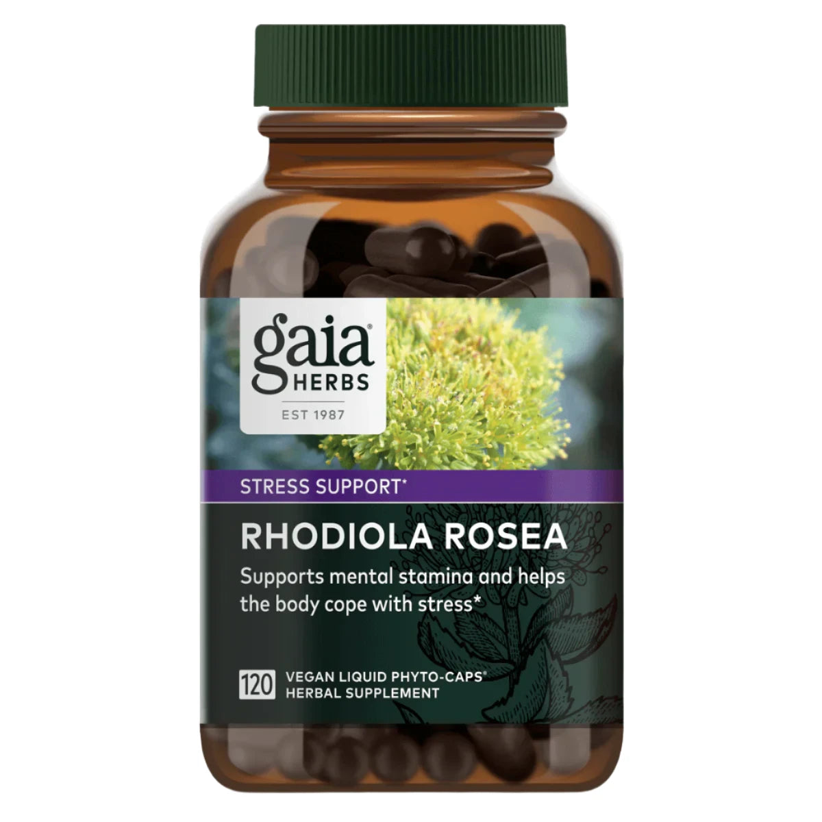 Rhodiola Rosea