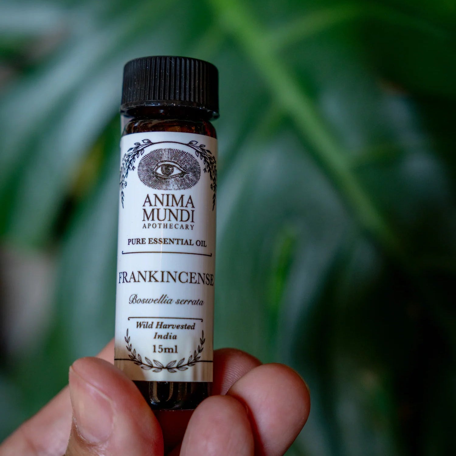 Hand holding a bottle of Anima Mundi Frankincense essential oil against a green leafy background