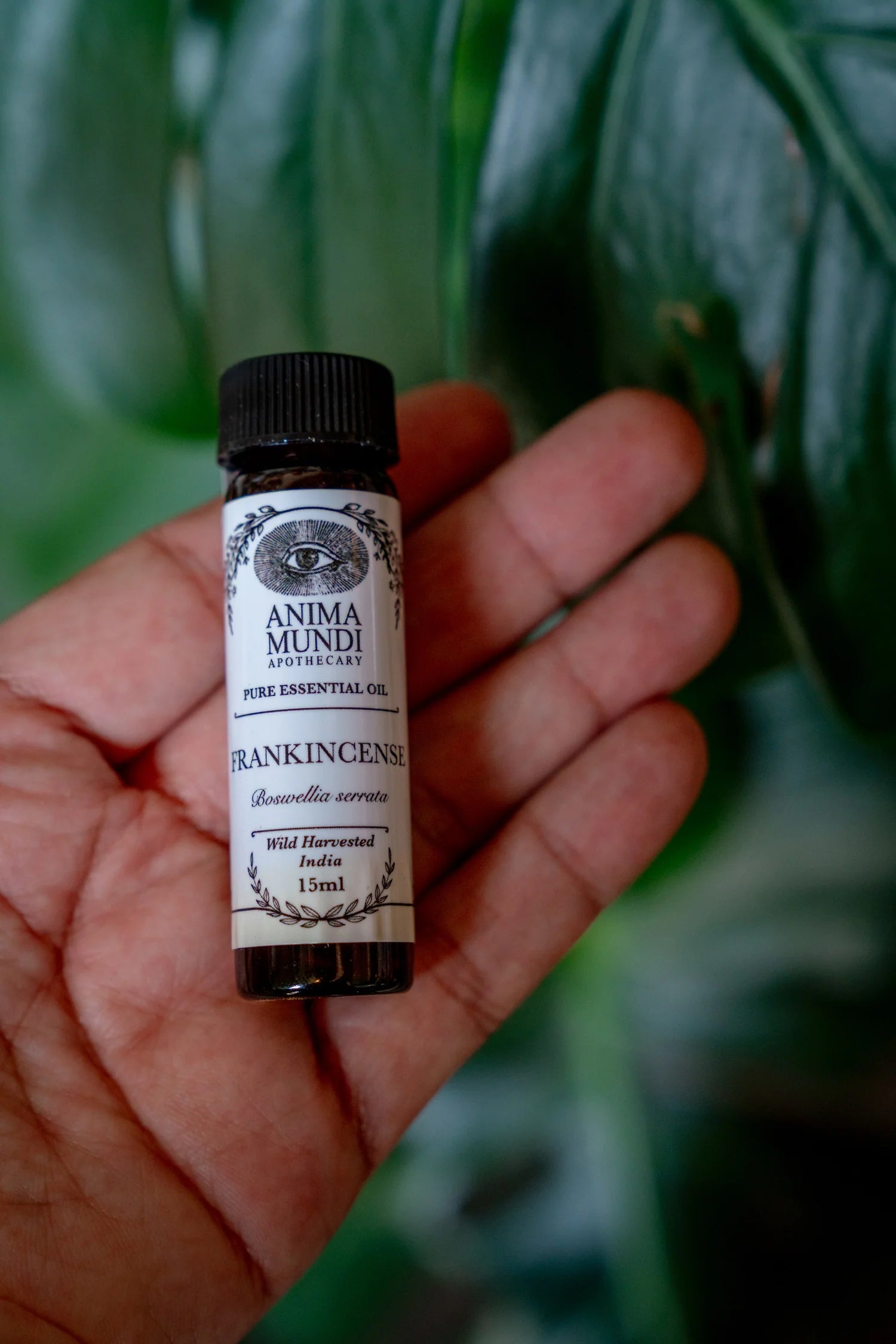 Frankincense Essential Oil